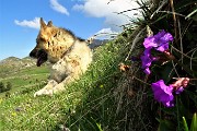 37 Primula di Lombardia (Primula glaucescens)
